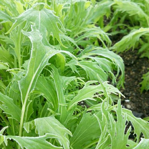水菜の育て方 種まき時期や日当たり加減は ベランダや室内でも栽培できる Greensnap グリーンスナップ