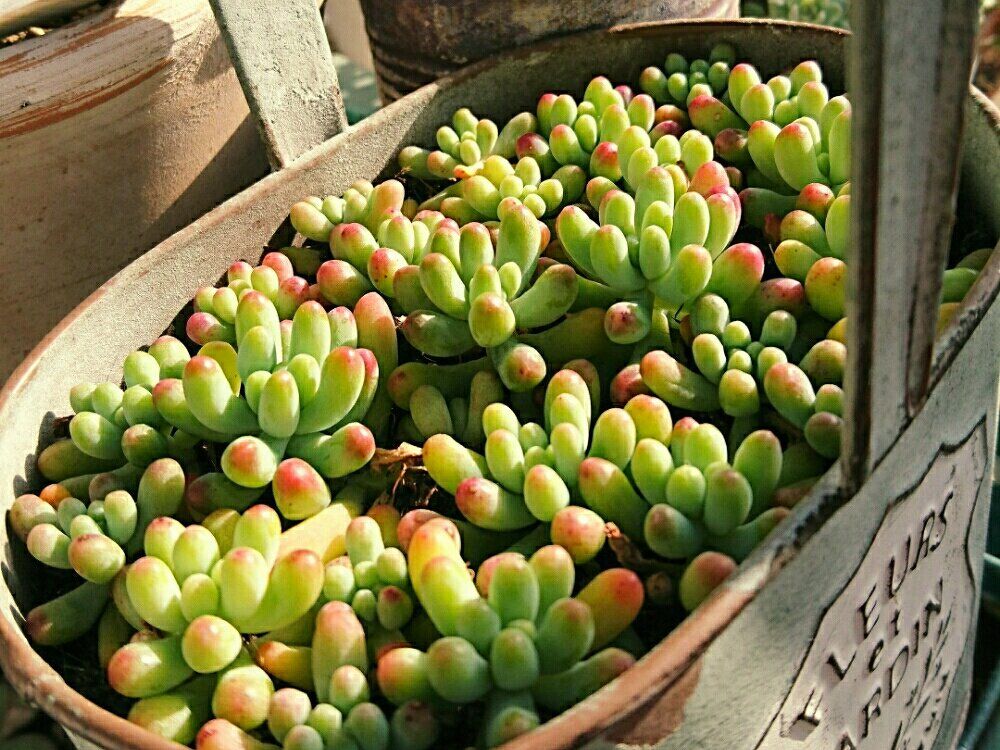 セダム　プランター