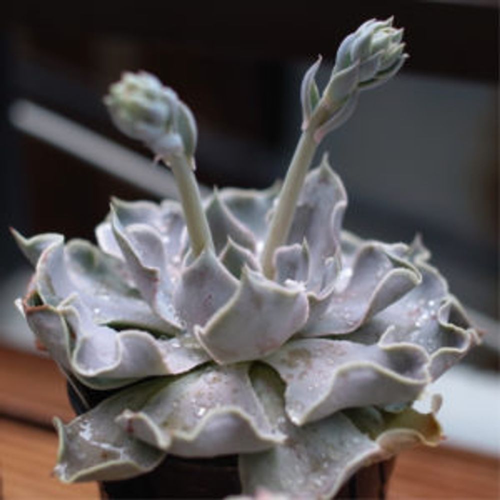 Photo by 烏有さん