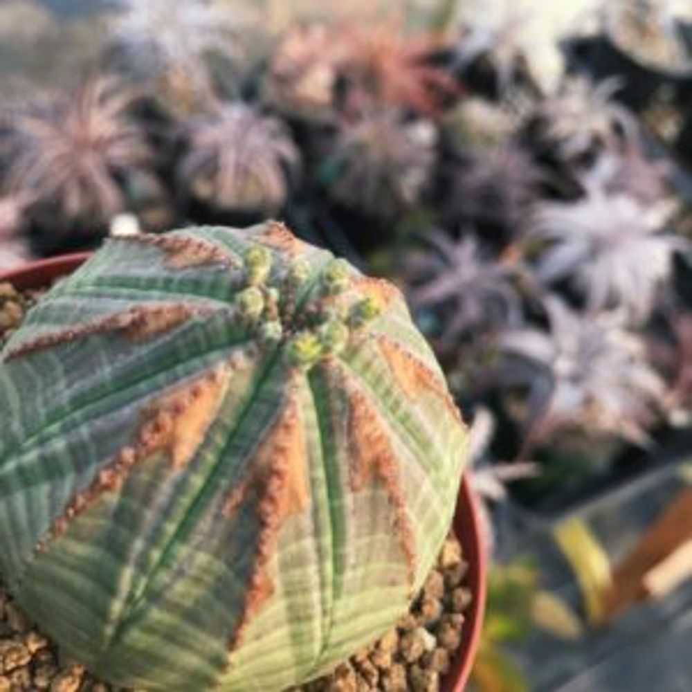 Photo by DJMINIYONさん