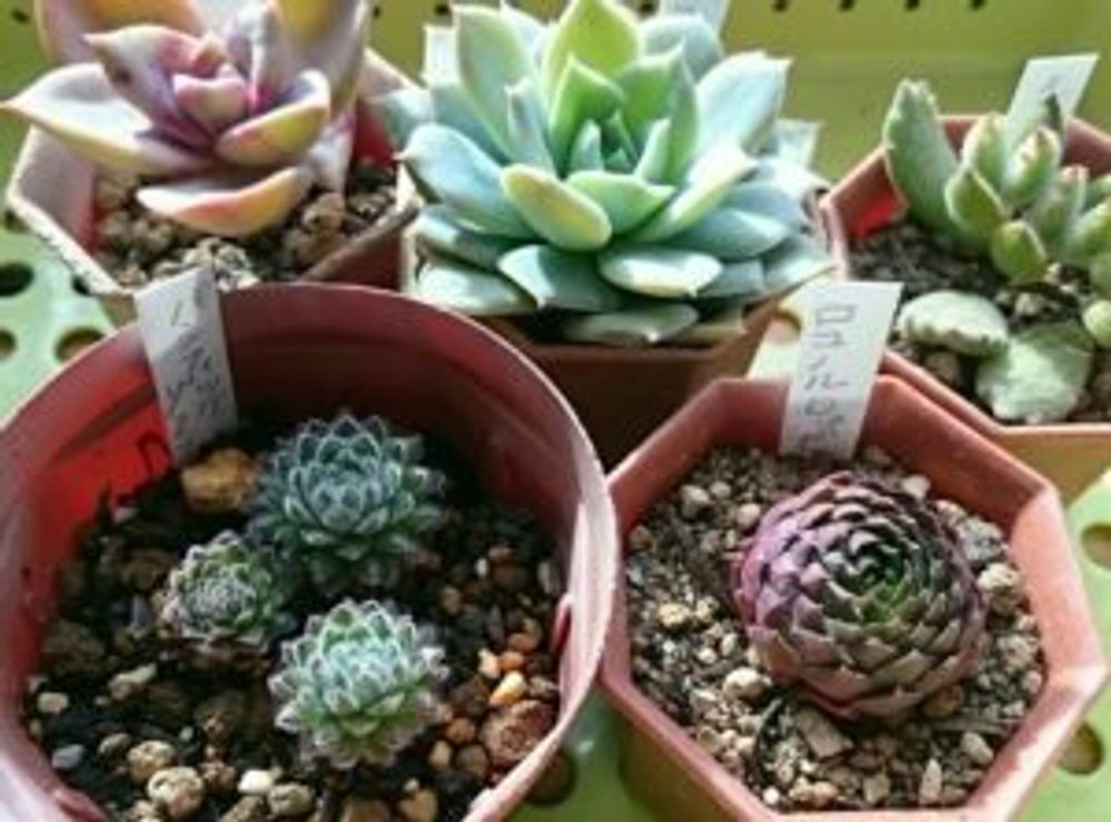 Photo by miariさん