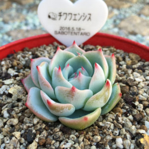 多肉植物アエオニウム ❤️ ナガ女王 ❤️ 成長した姿 ガーベラのような多肉植物アエオニウムを買える通販サイト2選