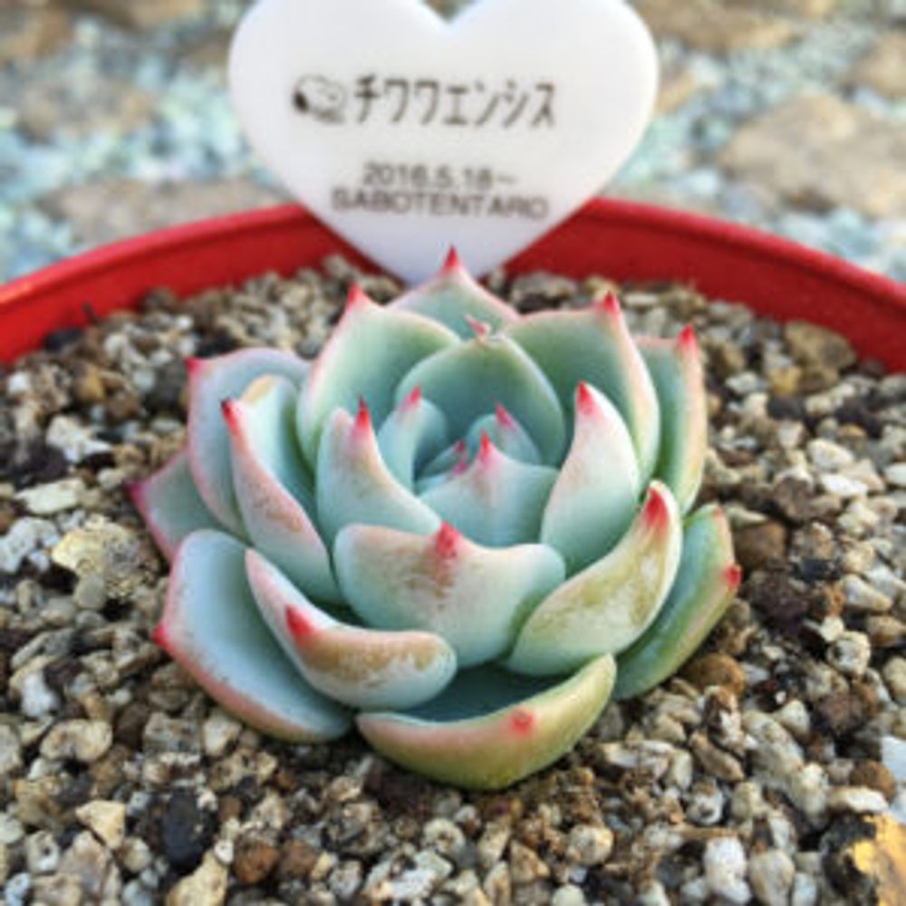 Photo by MIИOさん