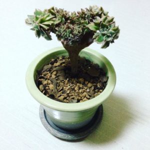 ガーベラのような多肉植物アエオニウムを買える通販サイト2選 ガーベラのような多肉植物アエオニウムを買える通販サイト2選