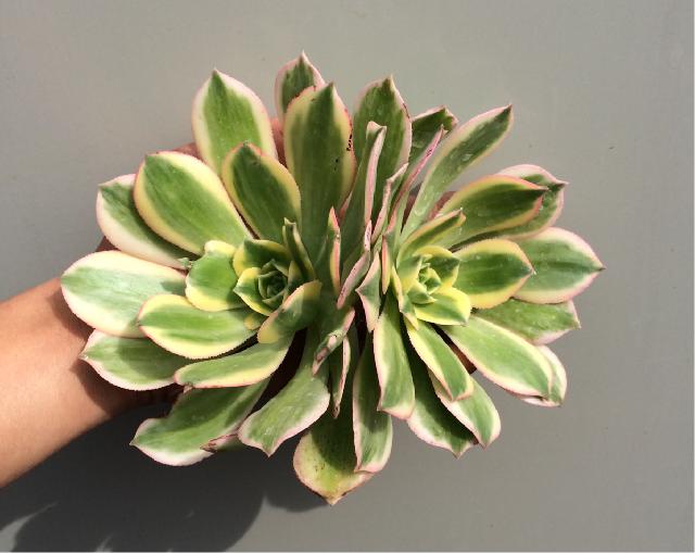 ガーベラのような多肉植物アエオニウムを買える通販サイト2選 ガーベラのような多肉植物アエオニウムを買える通販サイト2選