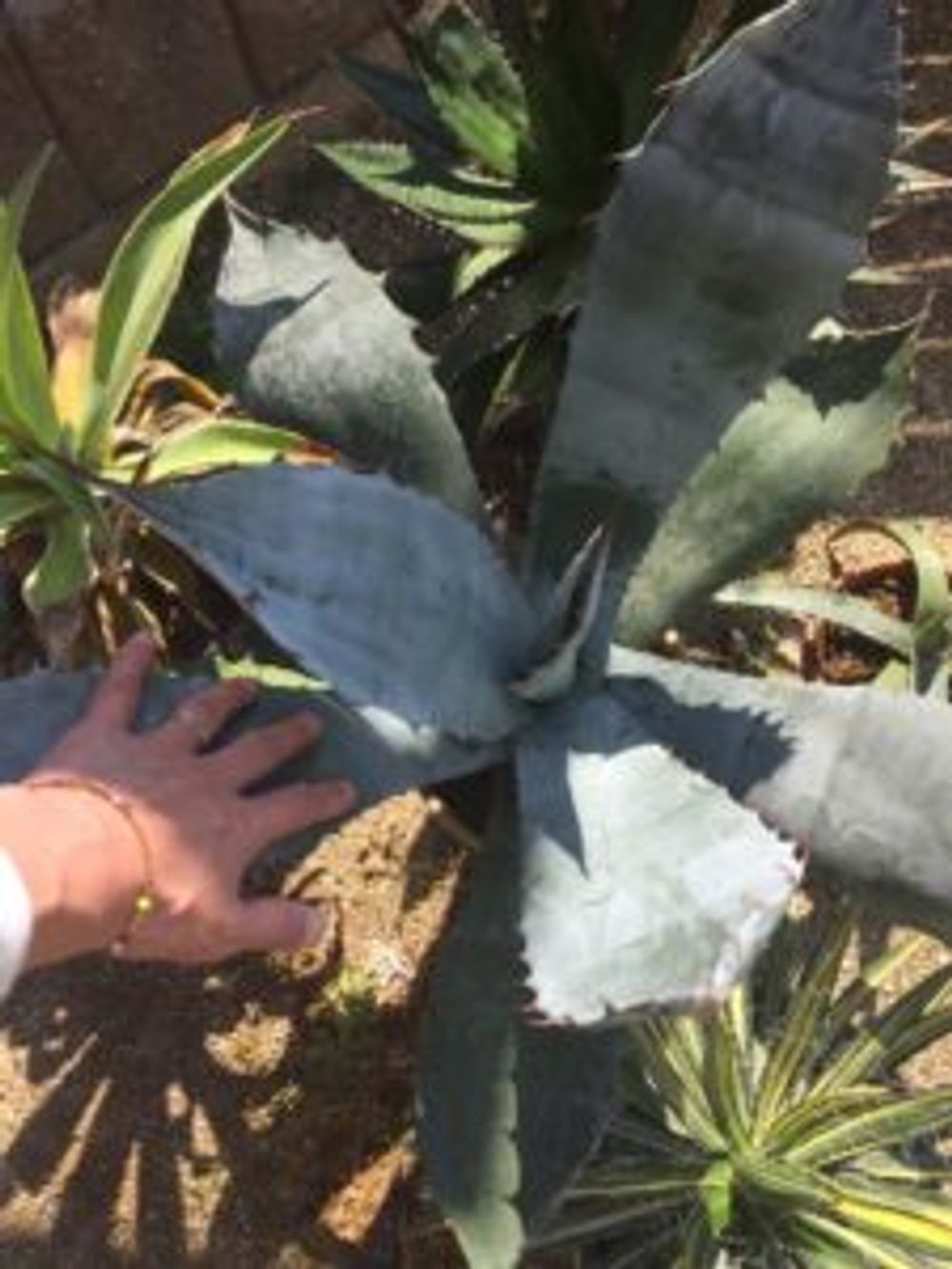 Photo by はんぺんさん