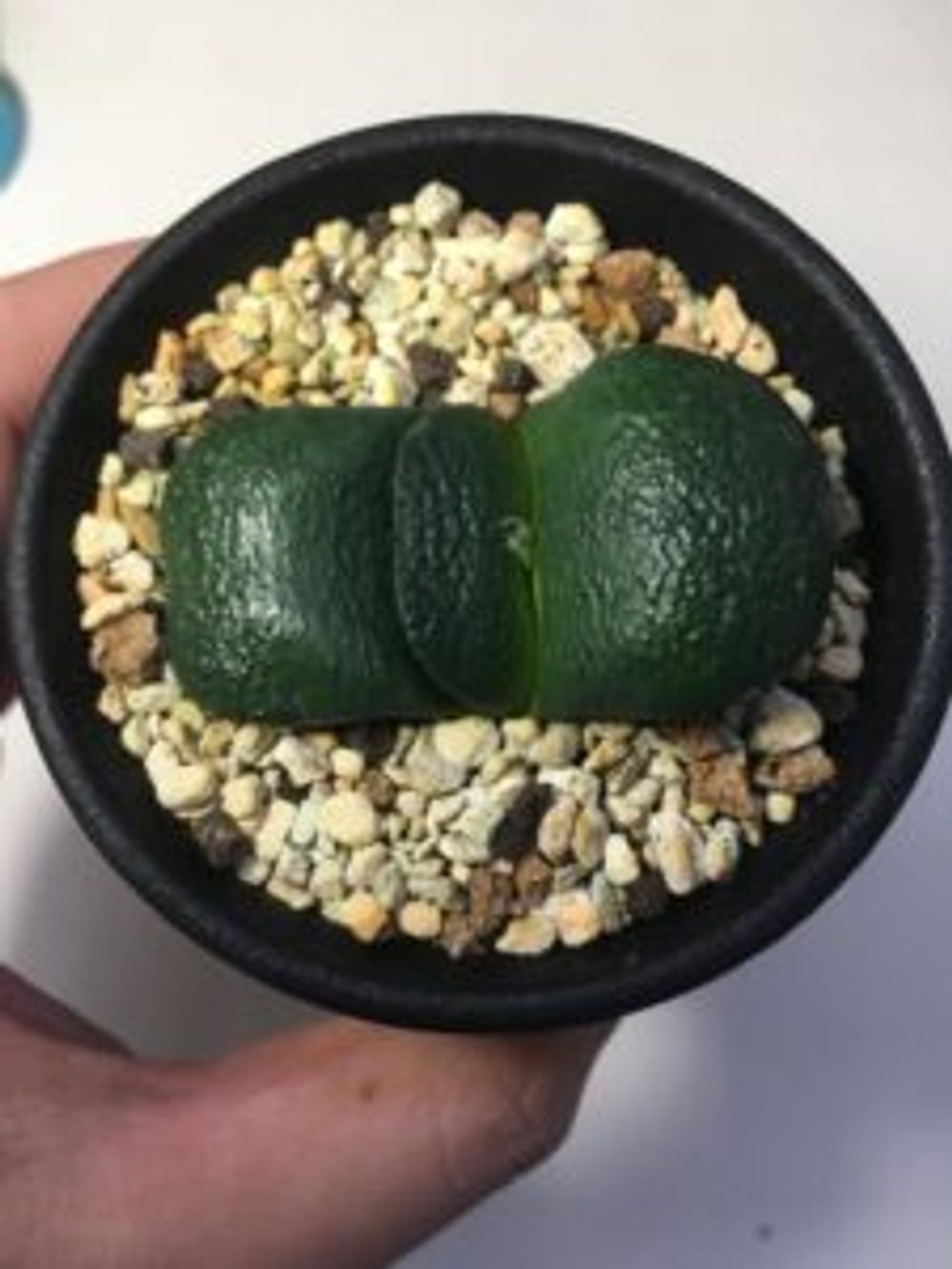 Photo by イモシ@タニク勉強中さん