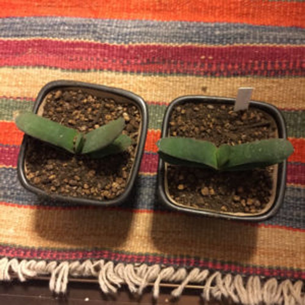 Photo by junsanさん