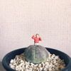 根腐れを防ぐ！ユーフォルビアの育て方の画像