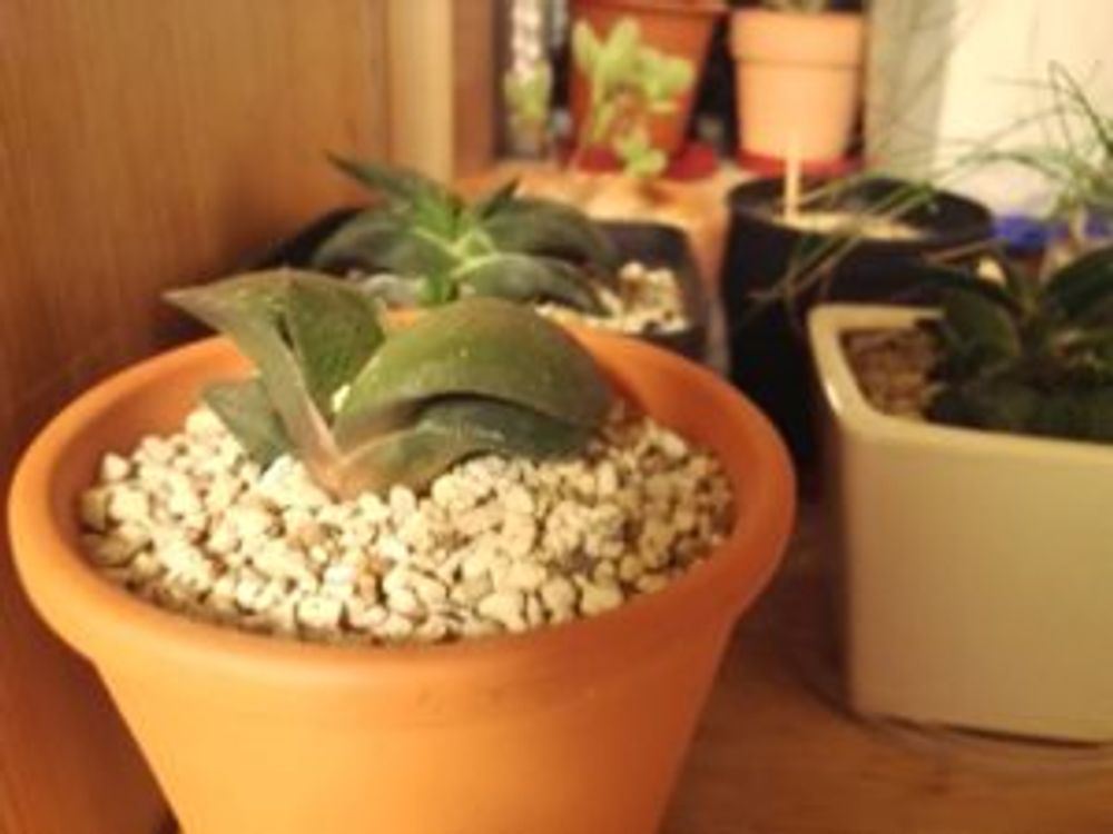 Photo by ダイコンfishさん