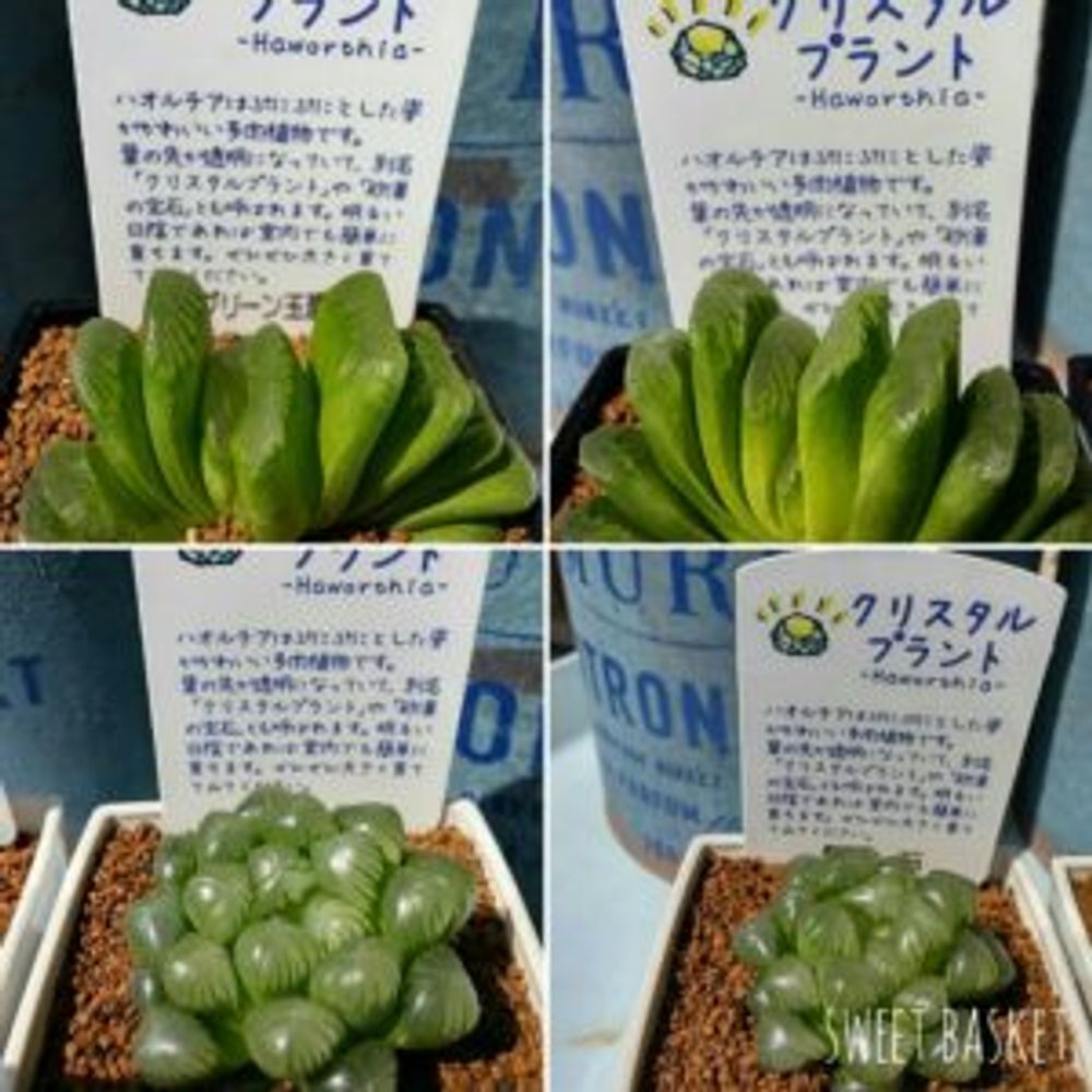 Photo by sweetbasketさん