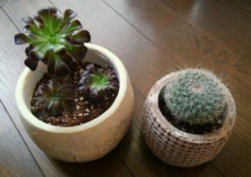 Photo by pieni_sayaさん