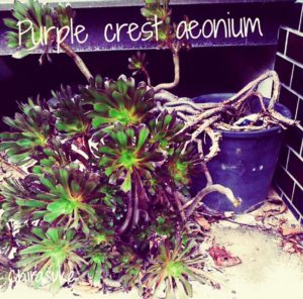 Photo by チラ助さん