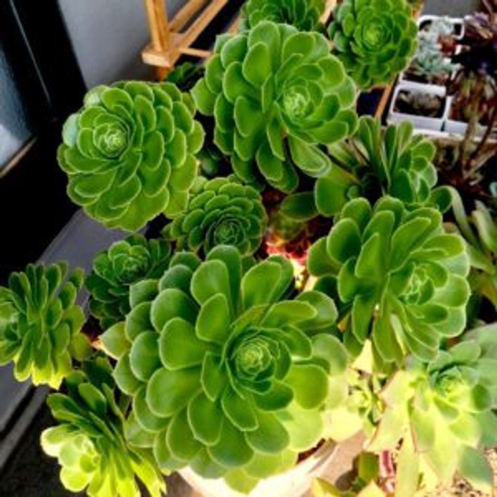 Photo by ペコムさん