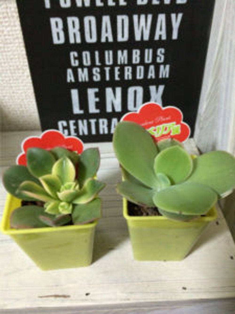 Photo by エメラルドgreenさん