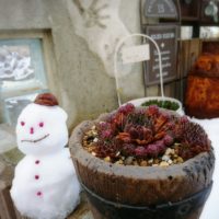 アエオニウムと寒さの関係性とは？冬の育て方を知ろう！の画像