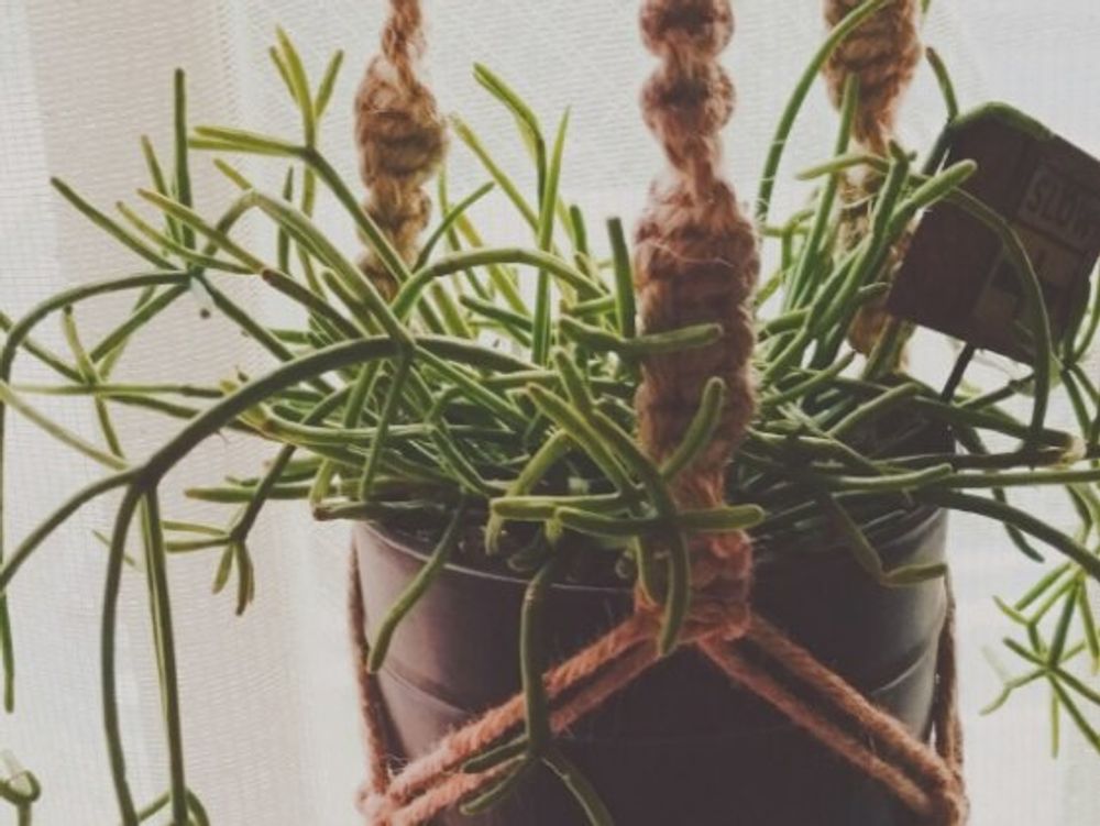 リプサリス　鉢植え　カーテン