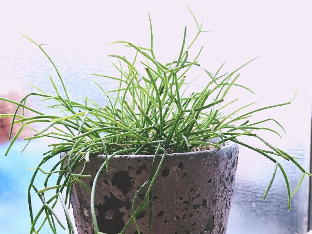 リプサリス　鉢植え　窓際