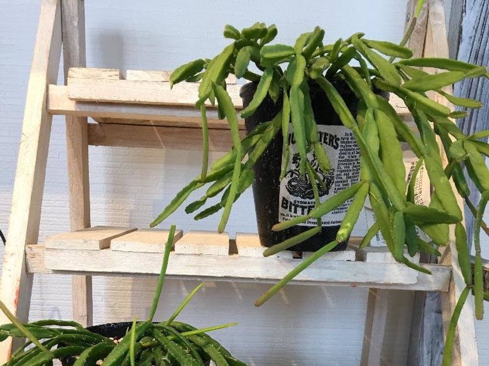 リプサリス　鉢植え