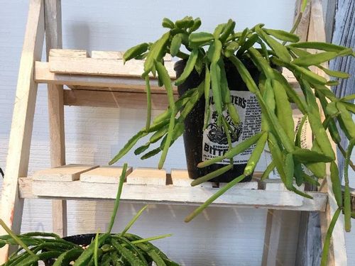 リプサリスの育て方 水やりの頻度や増やし方は Greensnap グリーンスナップ リプサリスの育て方 水やりの頻度や増やし方は Greensnap グリーンスナップ