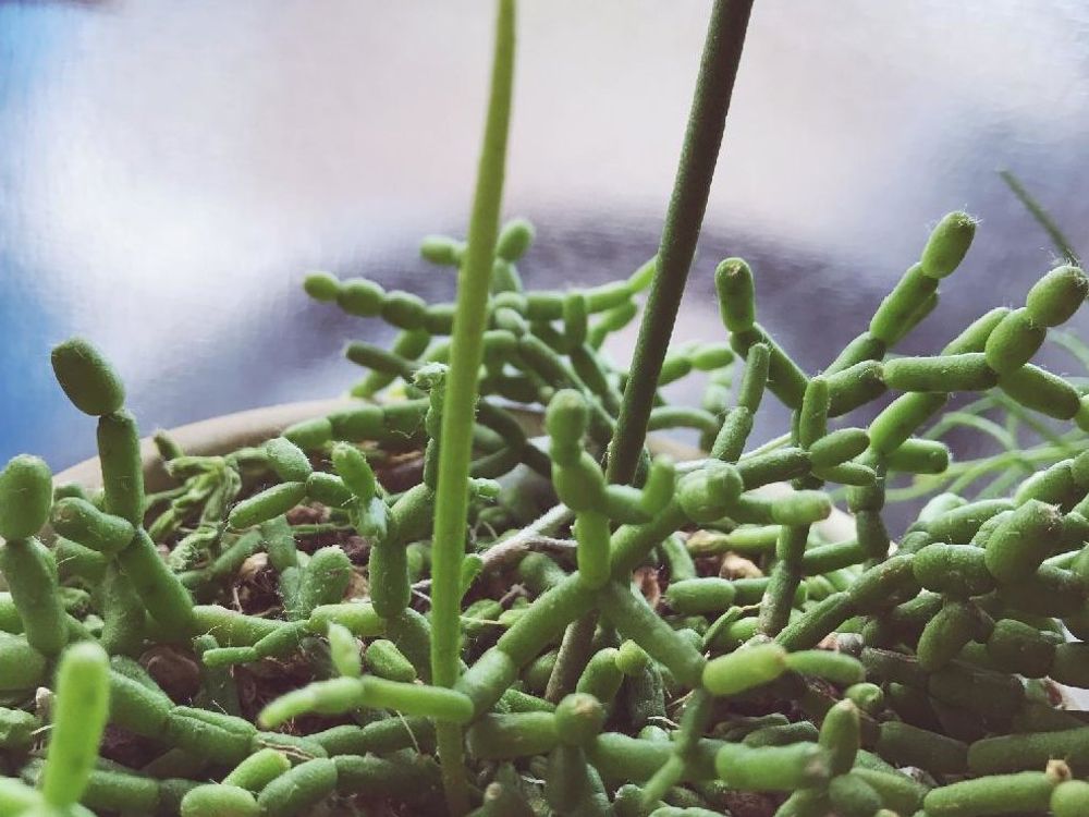 リプサリス　鉢植え　株