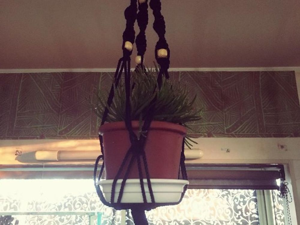 リプサリス　鉢植え