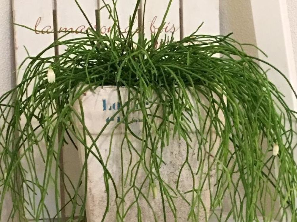 リプサリス　鉢植え