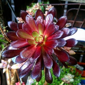 まだまだ紅葉してるよ(^^)とアエオニウム | 多肉植物大好きな
