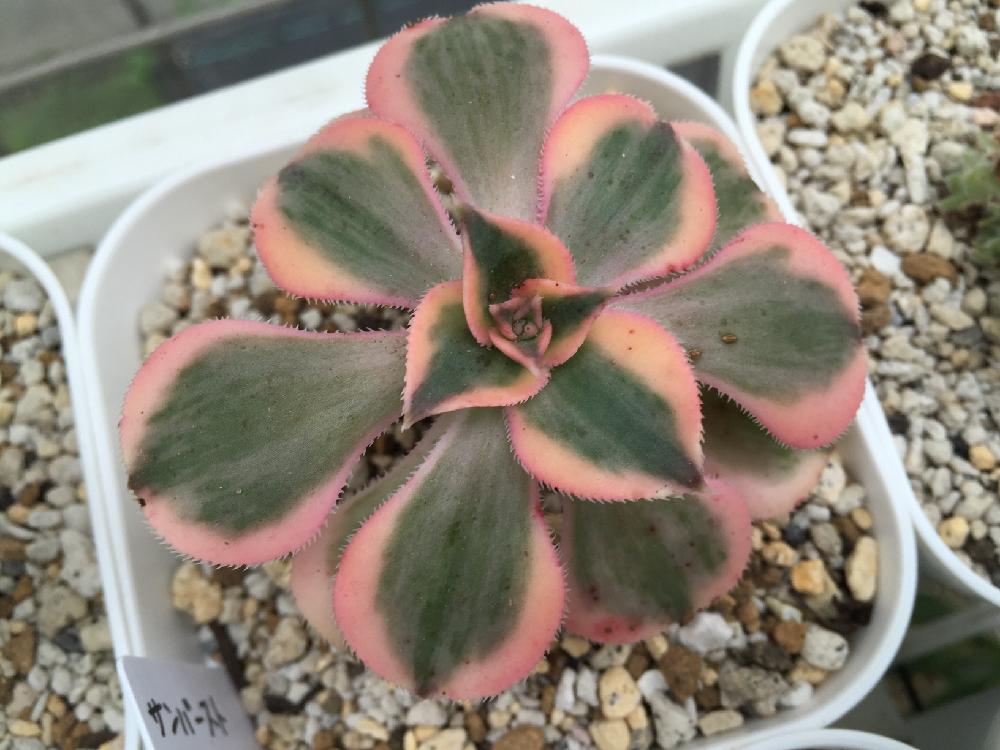 まだまだ紅葉してるよ(^^)とアエオニウム | 多肉植物大好きな