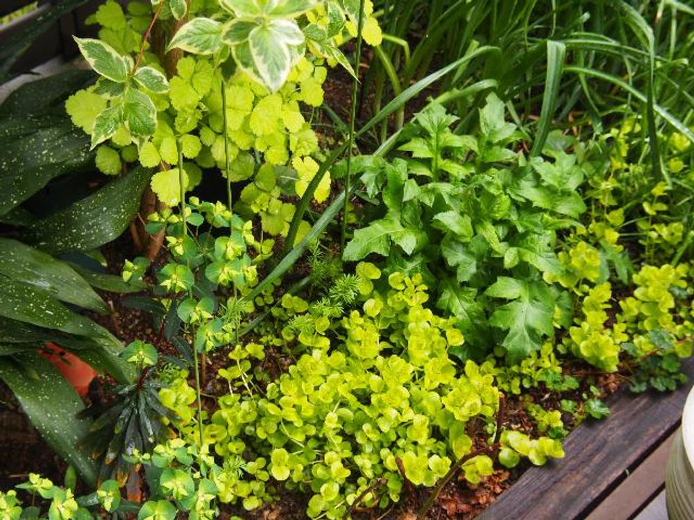 リシマキア　地植え　水滴