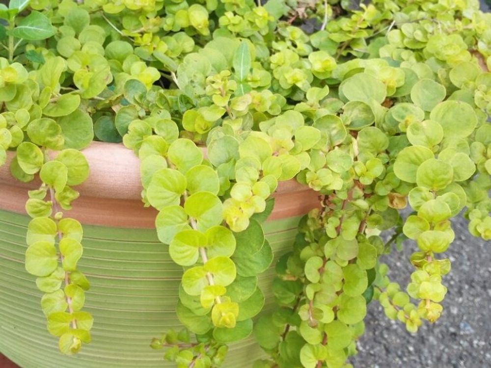 リシマキア　鉢植え　垂れ下がる葉