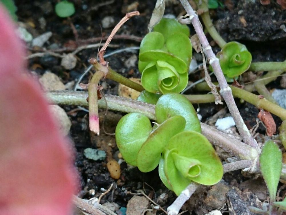 リシマキア　地植え　芽