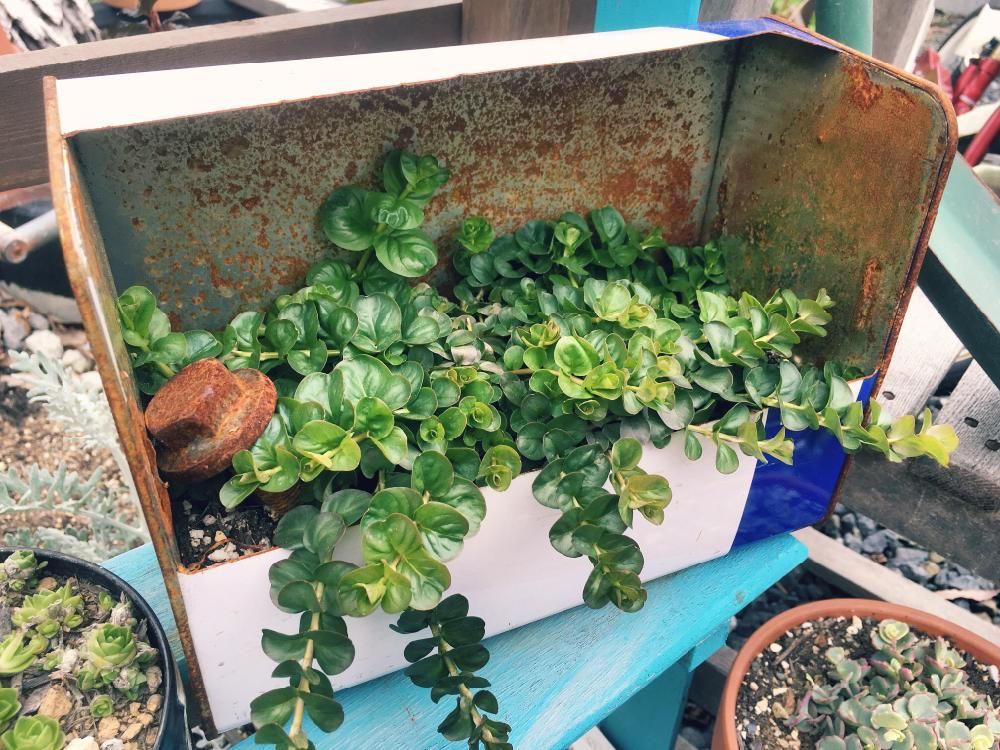 リシマキア　プランター