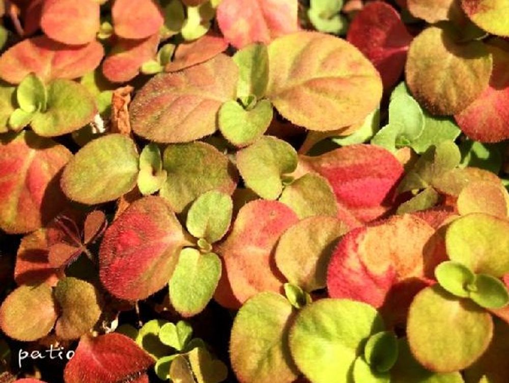 リシマキア　紅葉