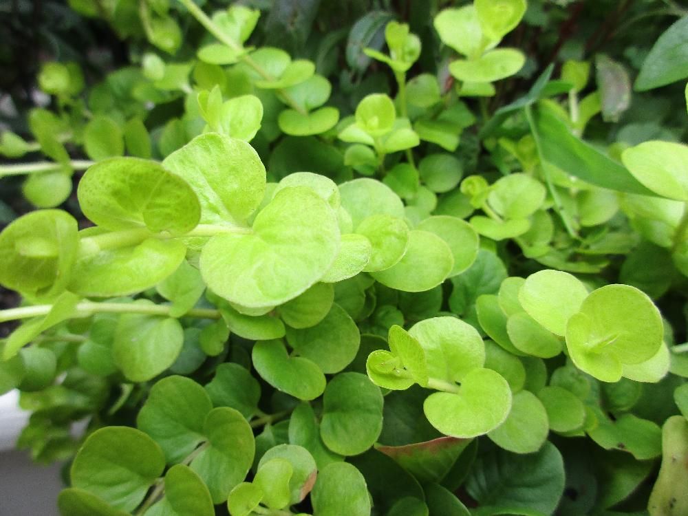 リシマキア　葉