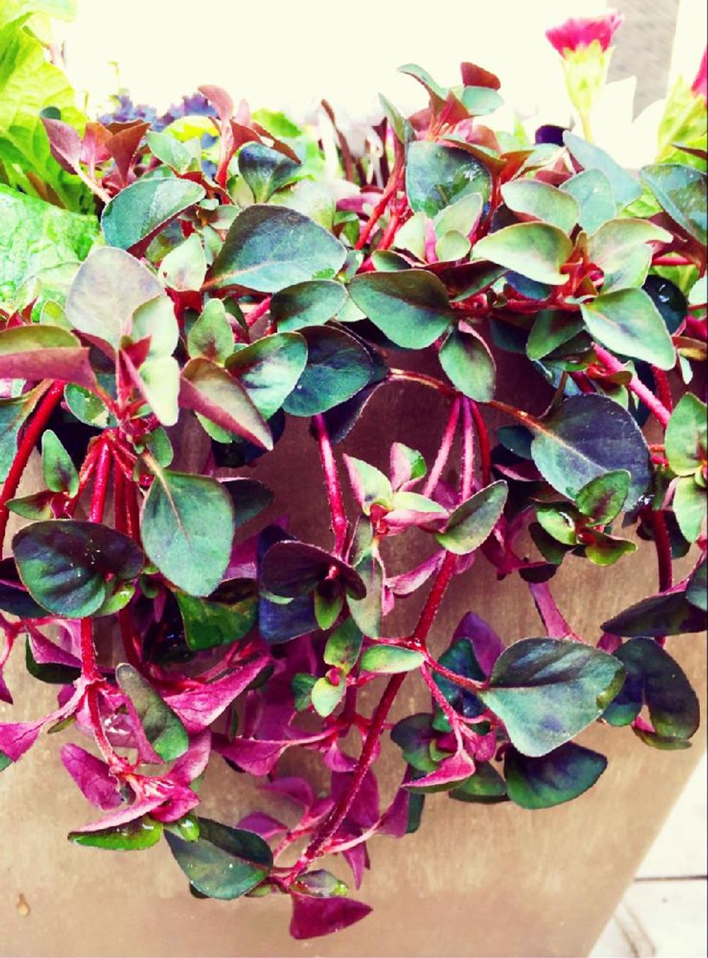 Photo by ☆*:.｡. airin .｡.:*☆さん