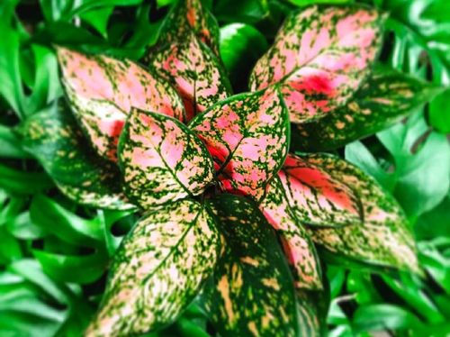 アグラオネマの育て方 植え替え時期は 挿し木や株分けの方法は Greensnap グリーンスナップ