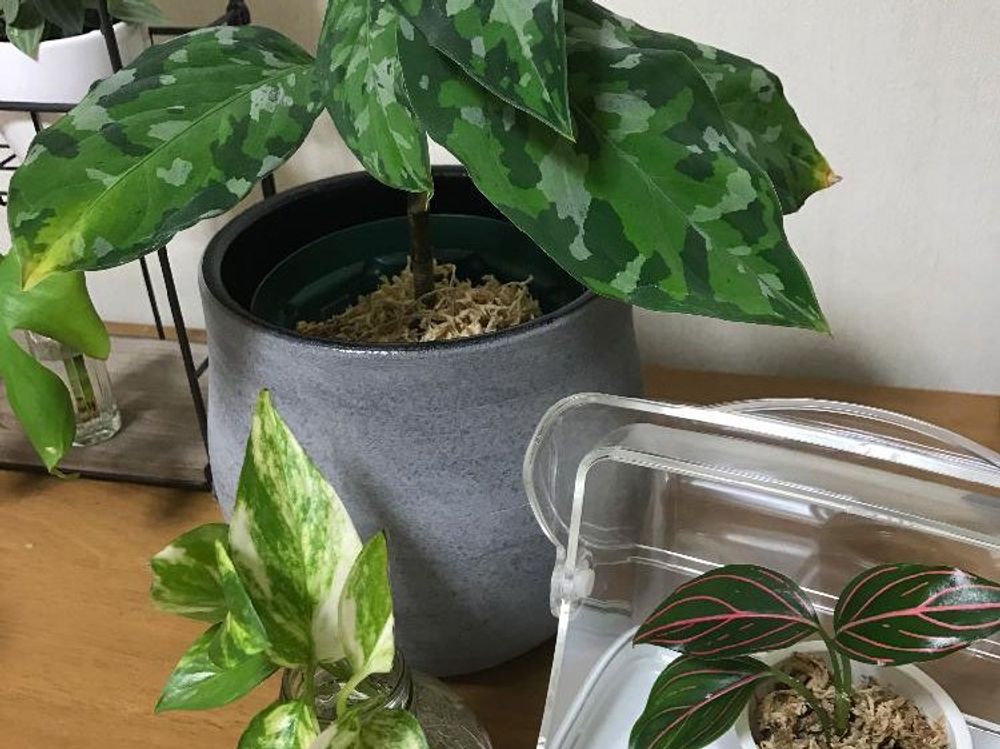 アグラオネ　鉢植え　葉