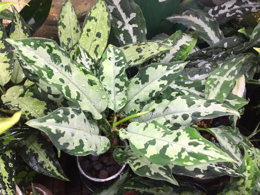 アグラオネマ　鉢植え　葉　水滴