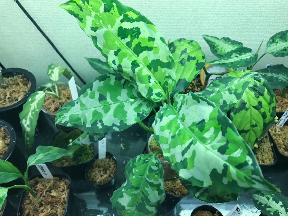 アグラオネマ　鉢植え　葉