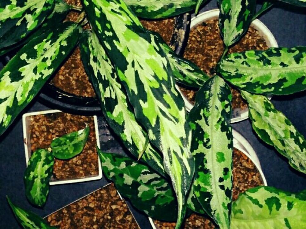 アグラオネマ　鉢植え　葉