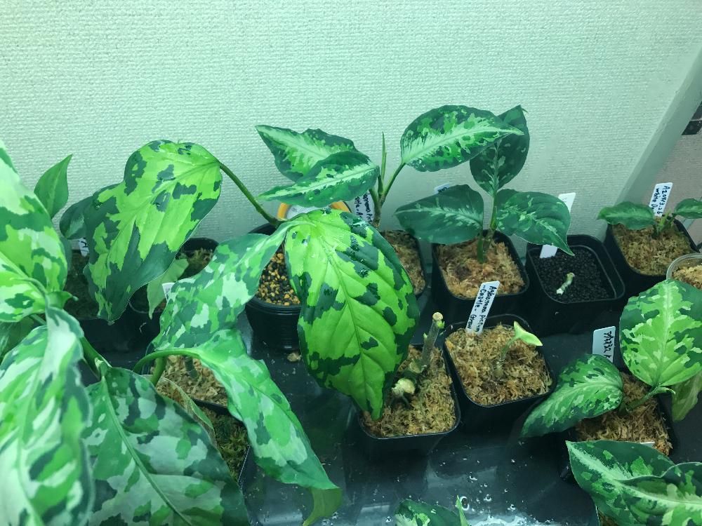 アグラオネマ　鉢植え　葉