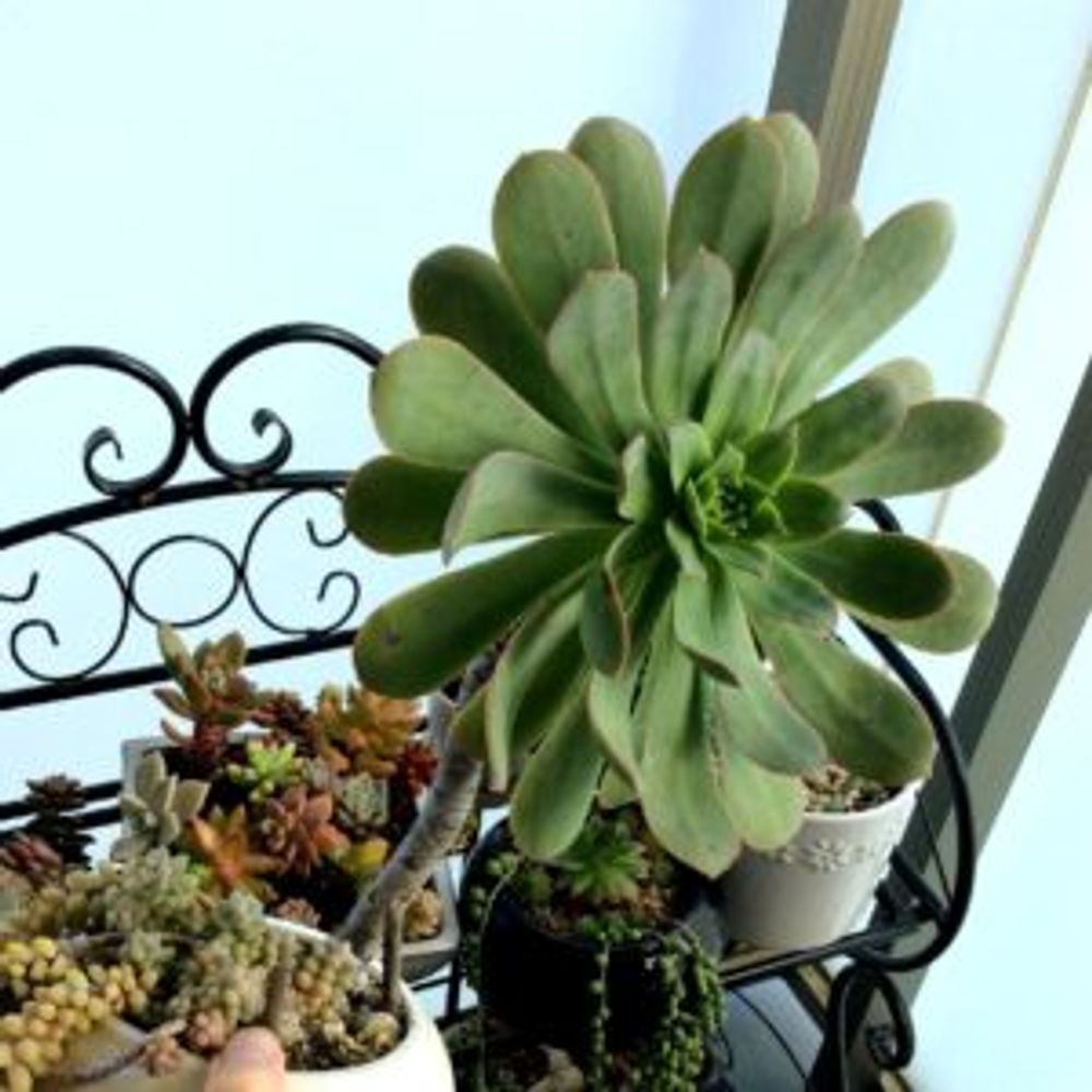 Photo by にゃんのさん