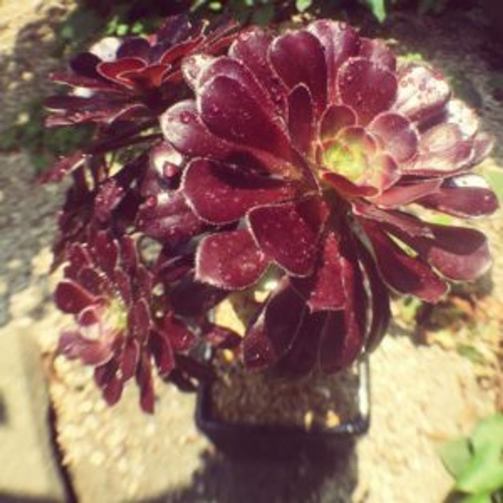 Photo by banananさん