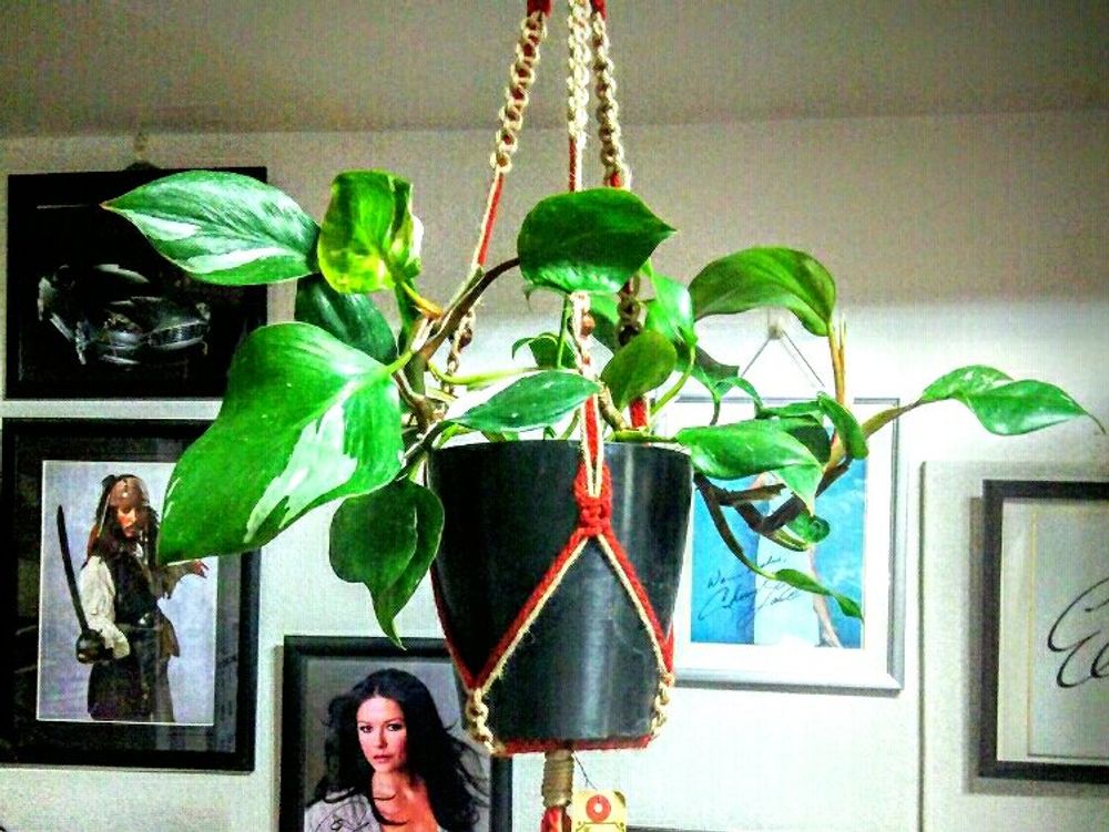 フィロデンドロン 鉢植え