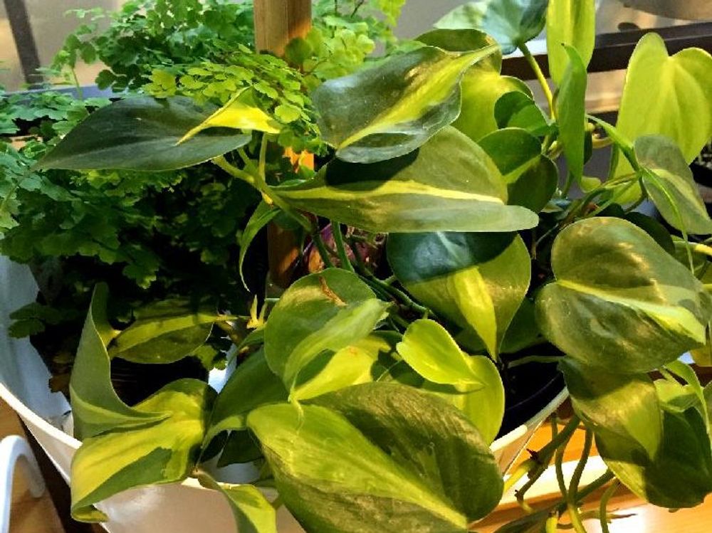 フィロデンドロン 鉢植え