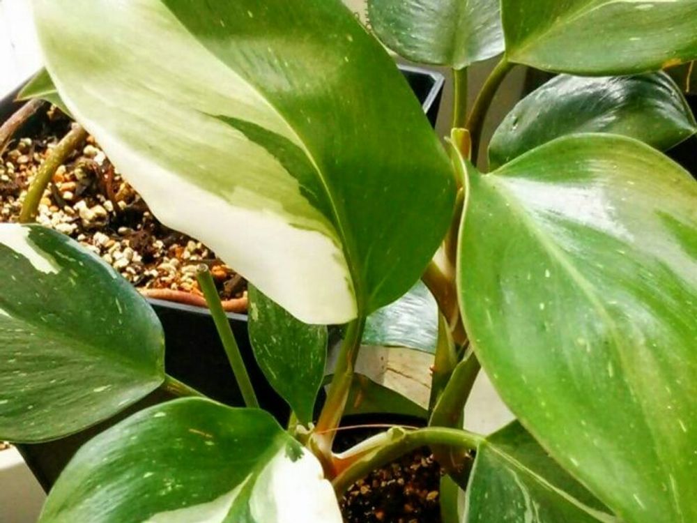 フィロデンドロン 鉢植え