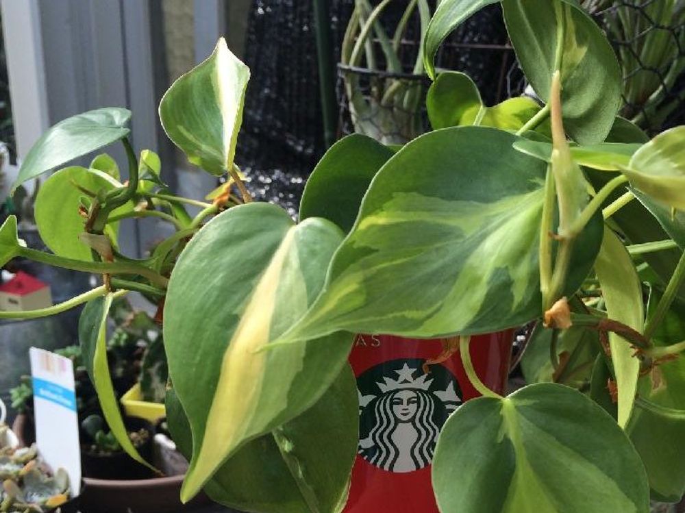 フィロデンドロン 