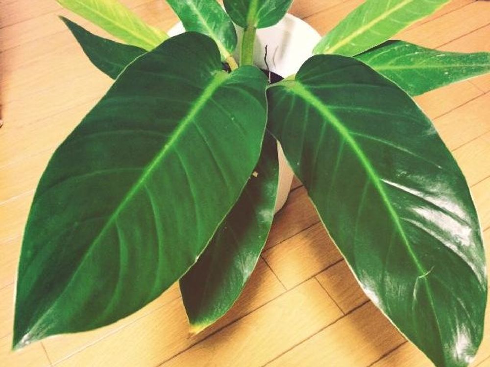 フィロデンドロン 鉢植え