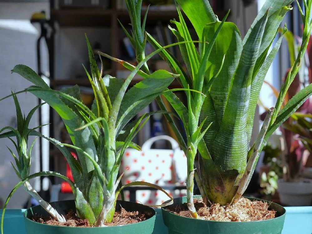 ネオレゲリア　鉢植え　株　斜光